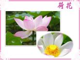 小學美術花兒寄深情4ppt課件