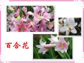 小學美術花兒寄深情4ppt課件
