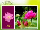 小學(xué)美術(shù)美麗的花園-課件ppt課件