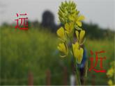 小學(xué)生美術(shù)課件-第1課-色彩的對(duì)比-冀美版(共20張PPT)ppt課件