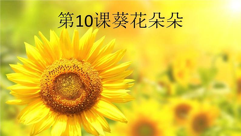 小学 美术赣美版六年级下册10.葵花朵朵 课件01