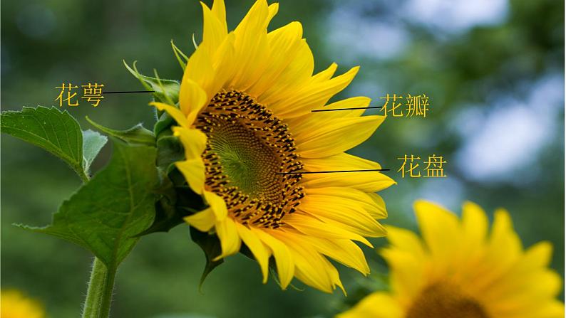 小学 美术赣美版六年级下册10.葵花朵朵 课件02