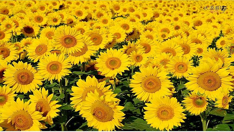 小学 美术赣美版六年级下册10.葵花朵朵 课件03