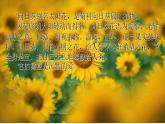 小学 美术赣美版六年级下册10.葵花朵朵 课件