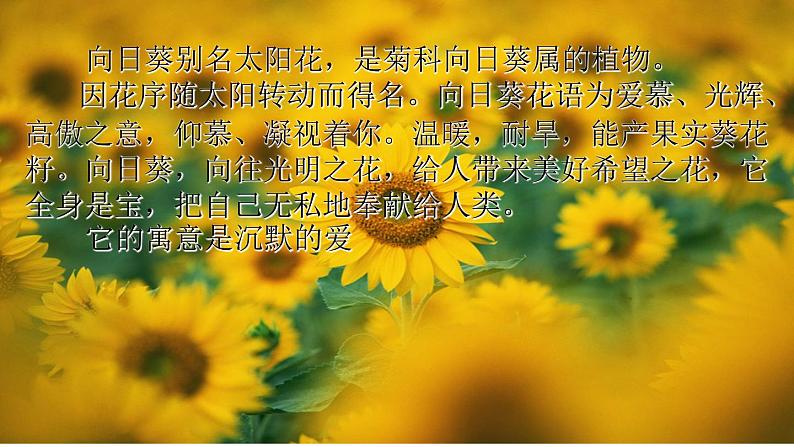 小学 美术赣美版六年级下册10.葵花朵朵 课件04