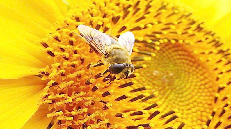 小学 美术赣美版六年级下册10.葵花朵朵 课件05