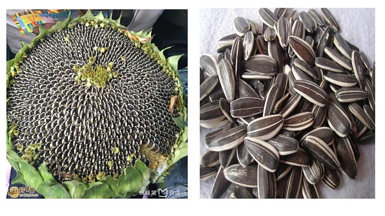 小学 美术赣美版六年级下册10.葵花朵朵 课件06