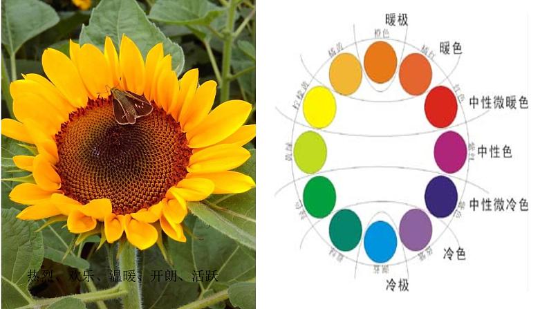 小学 美术赣美版六年级下册10.葵花朵朵 课件08