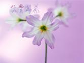湘美版四年級(jí)美術(shù)下冊(cè)  6 花團(tuán)錦簇課件PPT