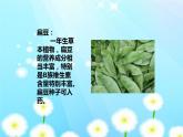 湘美版四年級美術(shù)下冊   5 蔬果的聯(lián)想課件PPT