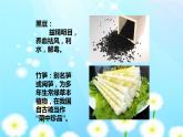 湘美版四年級美術(shù)下冊   5 蔬果的聯(lián)想課件PPT
