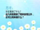 湘美版四年級美術(shù)下冊   5 蔬果的聯(lián)想課件PPT