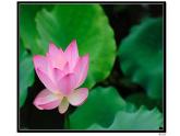 湘美版四年级美术下册   9 妙笔生花课件PPT