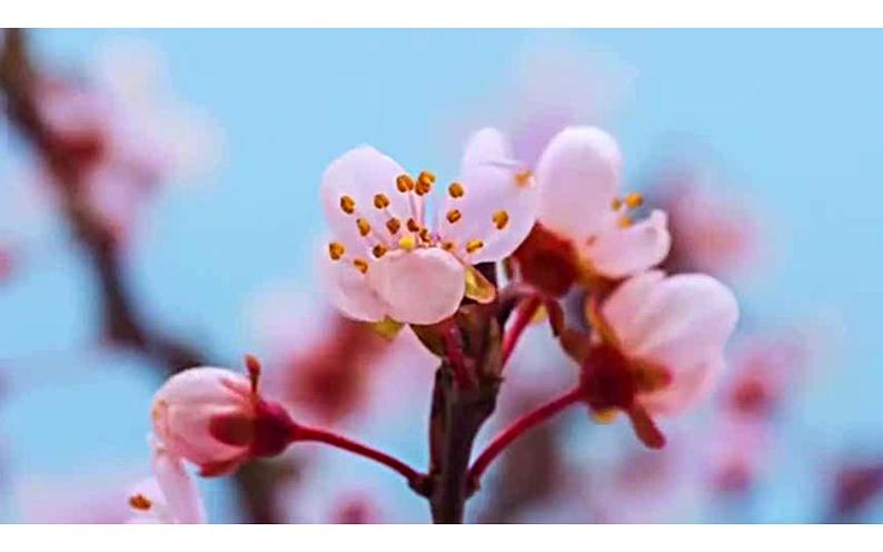 湘美版四年级美术下册   3 春天来了课件PPT第3页