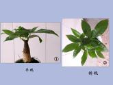六年級(jí)下冊(cè)美術(shù)課件-第2課：俯仰之間（1）-湘美版