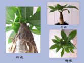 六年級(jí)下冊(cè)美術(shù)課件-第2課：俯仰之間（1）-湘美版