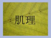 湘美版  六年級(jí)下冊(cè)美術(shù)課件 第10課：巧用肌理  （31張PPT）