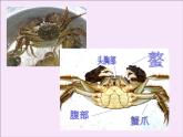 小学美术课件-13课-虾和蟹-苏少版-(18张PPT)ppt课件