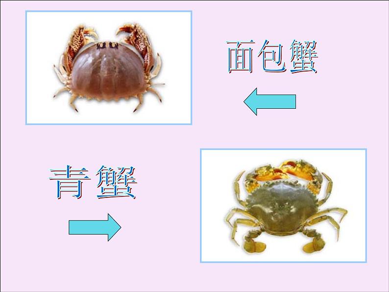 小学美术课件-13课-虾和蟹-苏少版-(18张PPT)ppt课件第6页