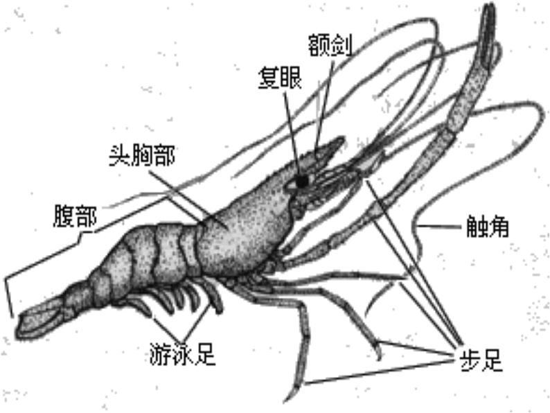 小学美术课件-13课-虾和蟹-苏少版ppt课件04