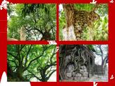 湖南美術(shù)出版社小學(xué)美術(shù)六年級(jí)上冊(cè)3《美麗家園——家鄉(xiāng)的黃桷樹(shù)課件PPT