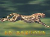 小學(xué)美術(shù)課件-第9課-動物明星-蘇少版-(27張PPT)ppt課件