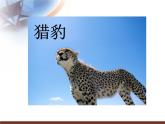 小學(xué)美術(shù)課件-第9課-動物明星-蘇少版-(25張PPT)ppt課件