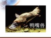 小學(xué)美術(shù)課件-第9課-動物明星-蘇少版-(25張PPT)ppt課件