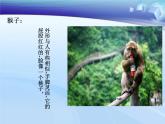 小學(xué)美術(shù)課件-第9課-動物明星-蘇少版-(10張PPT)ppt課件