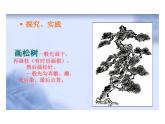人教版五年級下冊美術(shù)課件－11學(xué)畫松樹