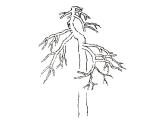 人教版五年級下冊美術(shù)課件－11學(xué)畫松樹