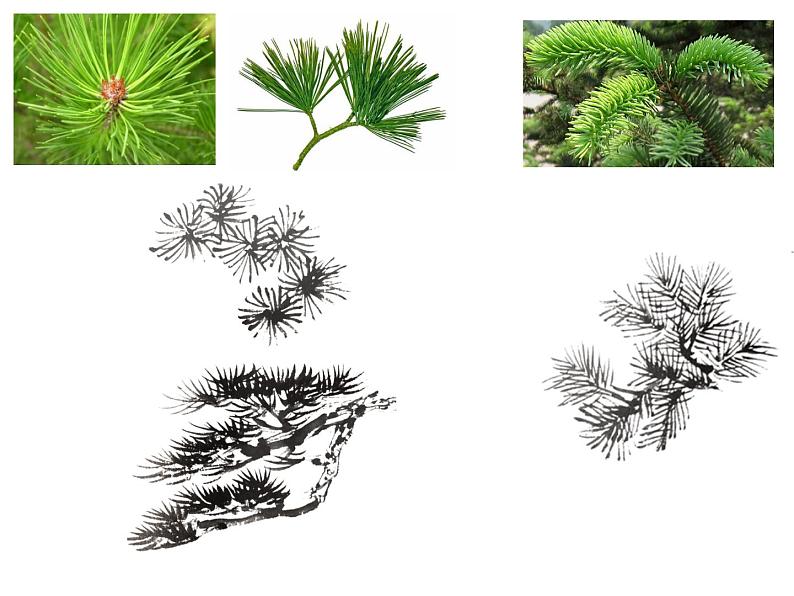 人教版五年级下册美术课件－11学画松树第8页