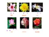 6.花團(tuán)錦簇課件PPT