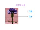 6.花團(tuán)錦簇課件PPT