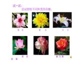 6.花團(tuán)錦簇課件PPT