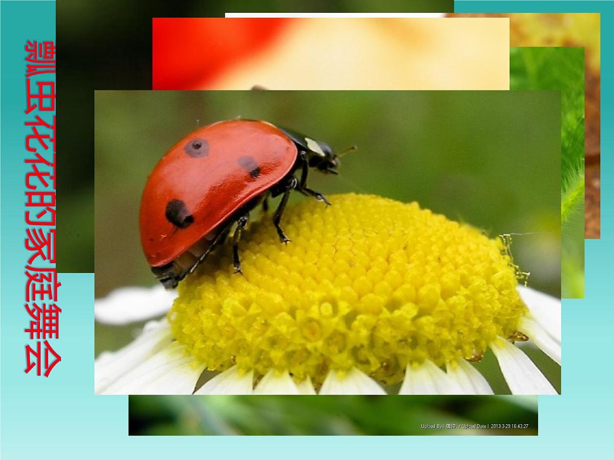 人教版一年级下册美术课件-8《瓢虫的花衣裳》第6页