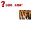 人教版三年級下冊美術(shù)課件-11.《動物的花衣裳》