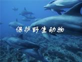人教版三年級(jí)下冊(cè)美術(shù)課件-19《 保護(hù)珍稀野生動(dòng)物》