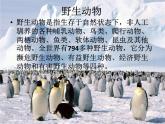 人教版三年級(jí)下冊(cè)美術(shù)課件-19《 保護(hù)珍稀野生動(dòng)物》