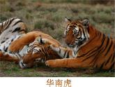 人教版三年級(jí)下冊(cè)美術(shù)課件-19《 保護(hù)珍稀野生動(dòng)物》