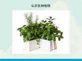 1. 《植物写生》（课件+教学设计+素材图片）