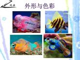 9.《用彩墨畫(huà)魚(yú)》（課件+教學(xué)設(shè)計(jì)+素材圖片）