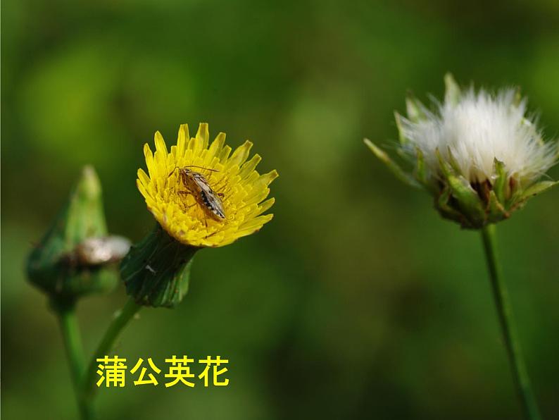 人美版小学美术 一年级下册 19.《花的世界》 （课件+教学设计）08