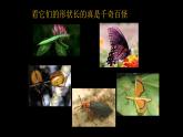 浙美版小学美术一年级下册   19.奇妙的昆虫  课件