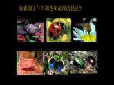 浙美版小学美术一年级下册   19.奇妙的昆虫  课件
