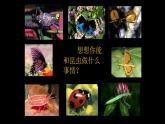 浙美版小学美术一年级下册   19.奇妙的昆虫  课件