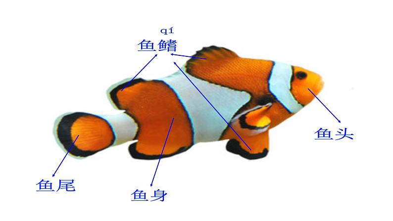 浙美版小学美术一年级下册   15.热带鱼乐园   课件第3页