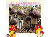 浙美版小学美术一年级下册   18.蘑菇家园  课件