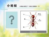 2022年小学美术课件《第5课-小蚂蚁搬家》(2)-辽海版(共10张PPT)