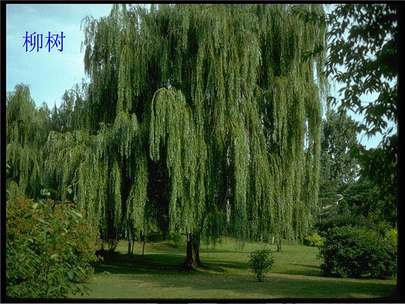 2022年小学美术课件-第3课-认识身边的树--人美版-(共59张PPT)ppt课件第2页